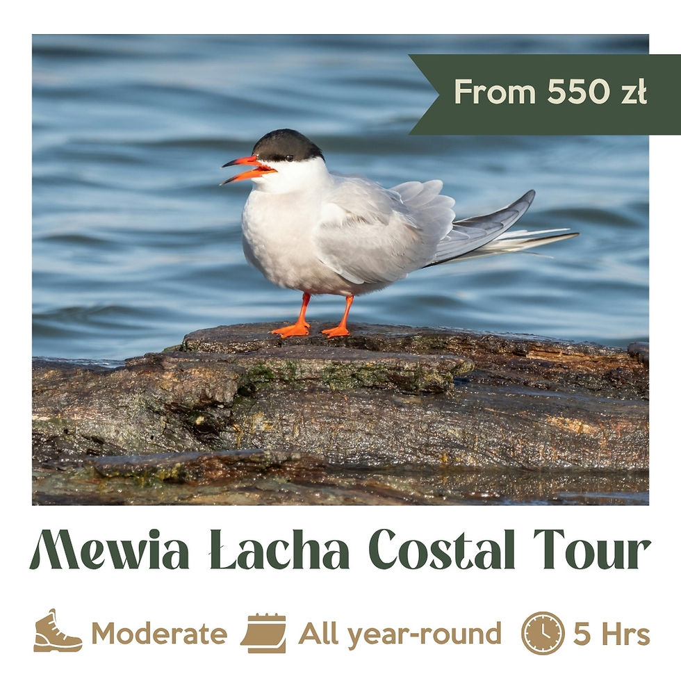 Mewia Lacha Costal Tour