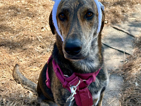 It all started with the bunny ears.