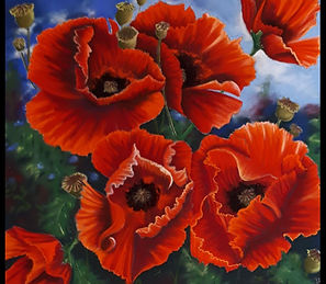 Large poppies