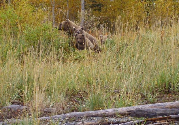 Hey Bear 9-23-2008 6-05-51 AM.jpg