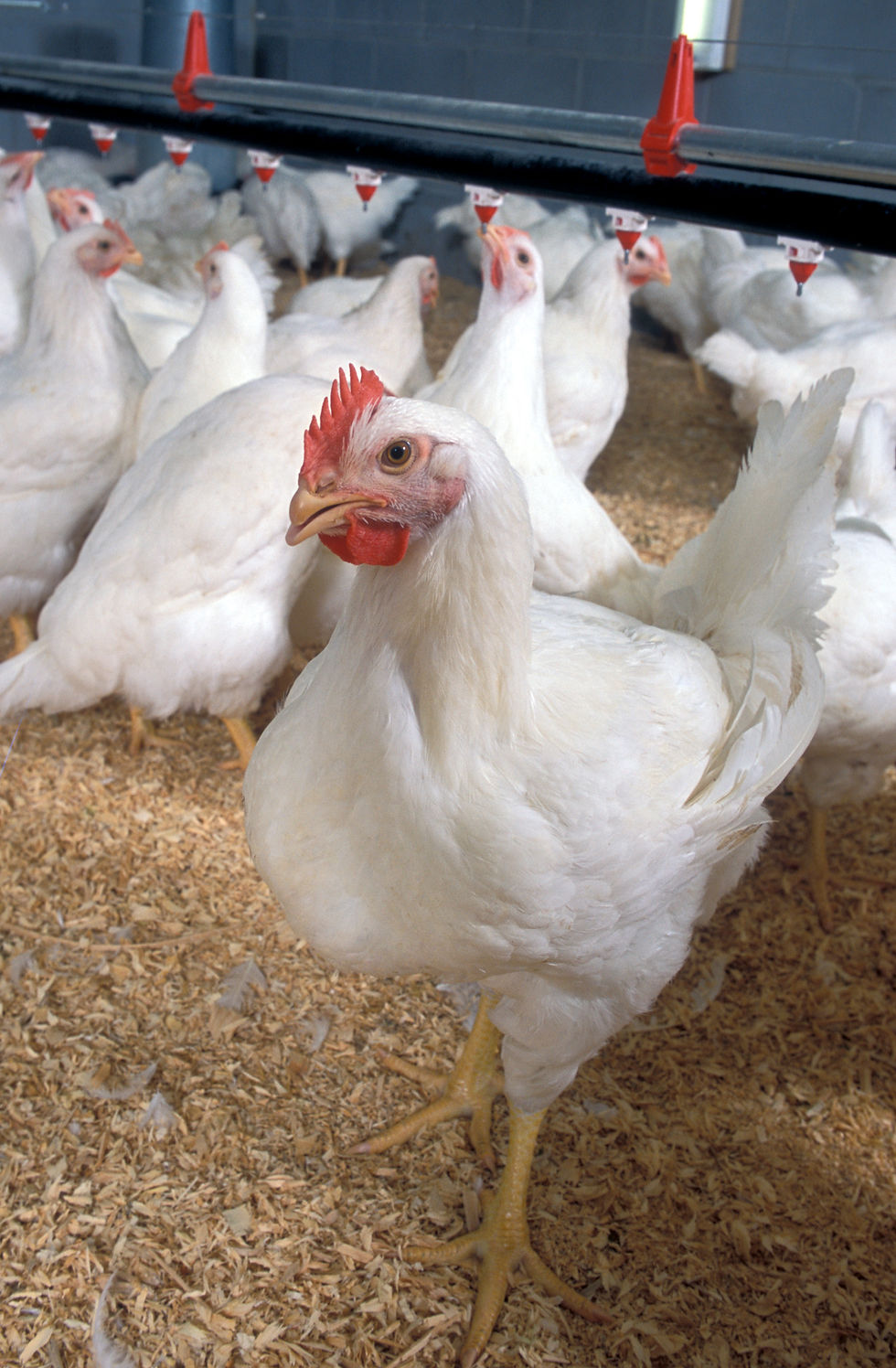Thumbnail: CHICKENS