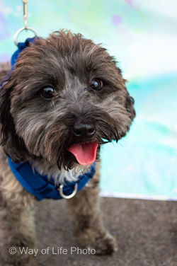 heirloomtomatofest-1