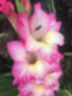 IMG-0899