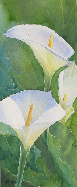 Arum Lillies