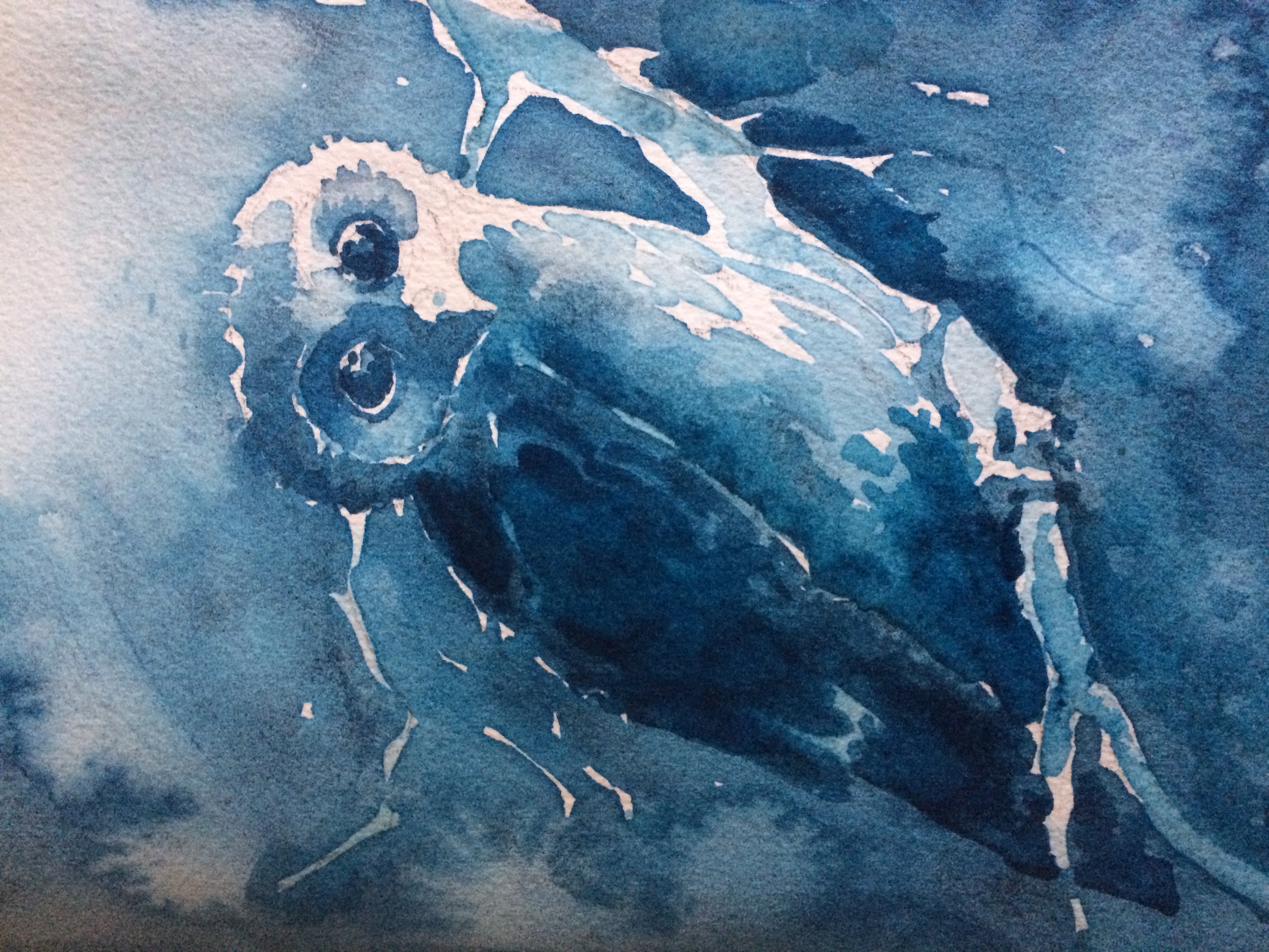 Blue Owl in Antwerp Blue