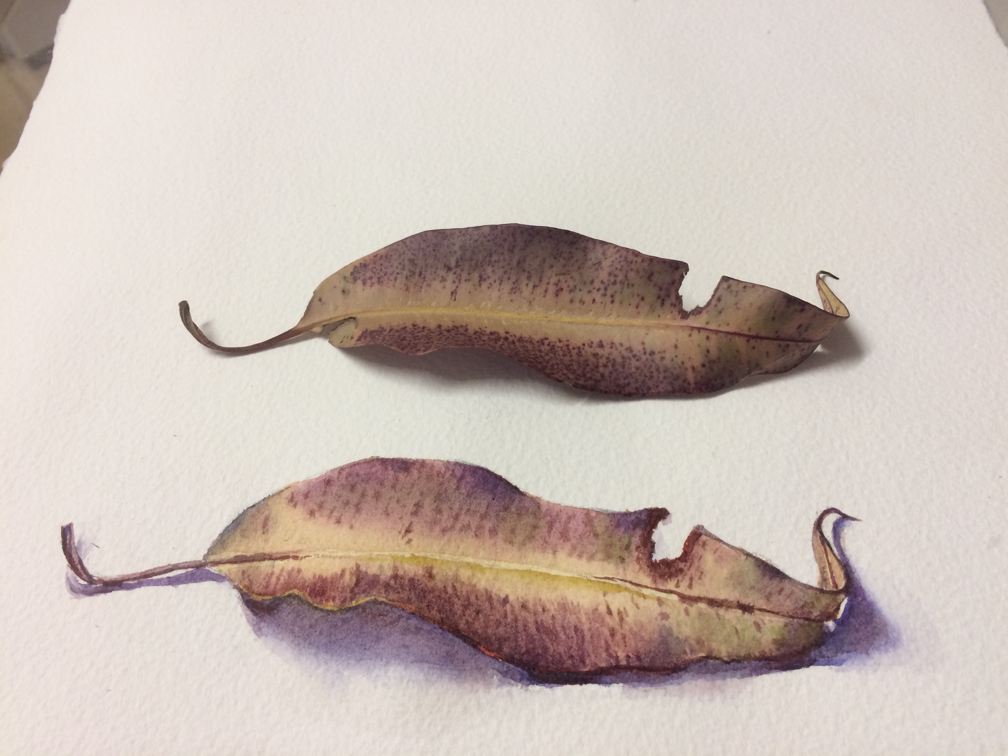 Painting realism - gumleaf ©