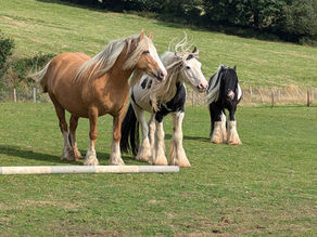 Equine Interaction Experience Practitioner Training 25-27th July