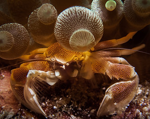 Porcelain Anemone Crab .jpg