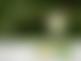 The taste of Scandinavian summer