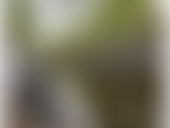 Blooming in Amsterdam