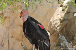 California Condor
