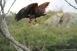 harris hawk 2.jpg