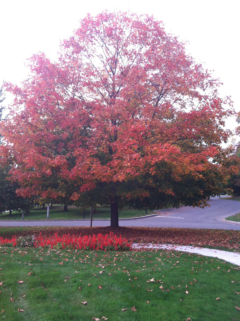 The Berkshires, MA