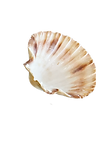 shells3.png