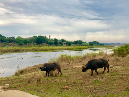 That Time we had a Buffalo in Our Pool