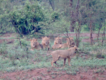 The Princes of Crocodile Bridge