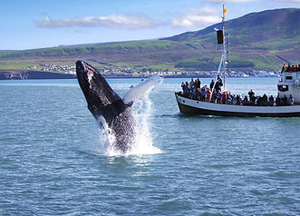 Whale waching Diamond Tour Iceland