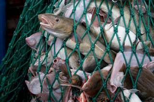 New Research Offers Much-Needed Hope For Our Oceans
