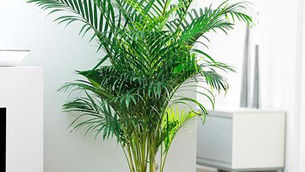 Plantas que absorben el calor