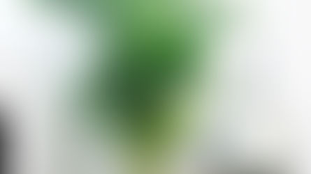 Plantas que absorben el calor