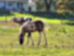 And a cute baby horse from a farm down the road