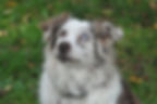 Missy - a Miller dog from the past...