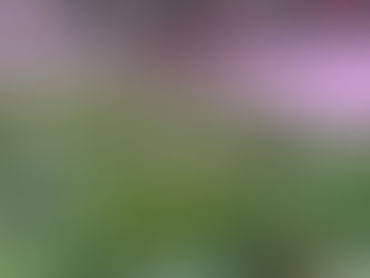 What's Local Produce? The Answer Might Surprise You.