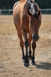 Soin accompagné par mon cheval, bien-être physique et émotionnel