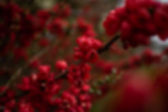 DSC_7325.jpeg