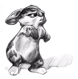 bunny.jpeg