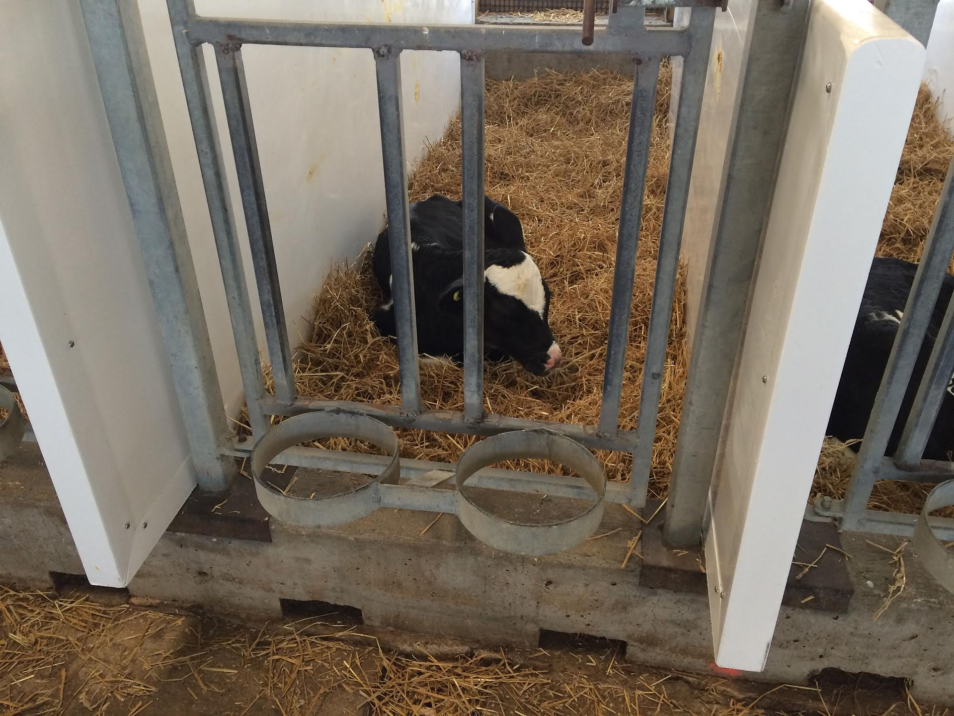 Calf2