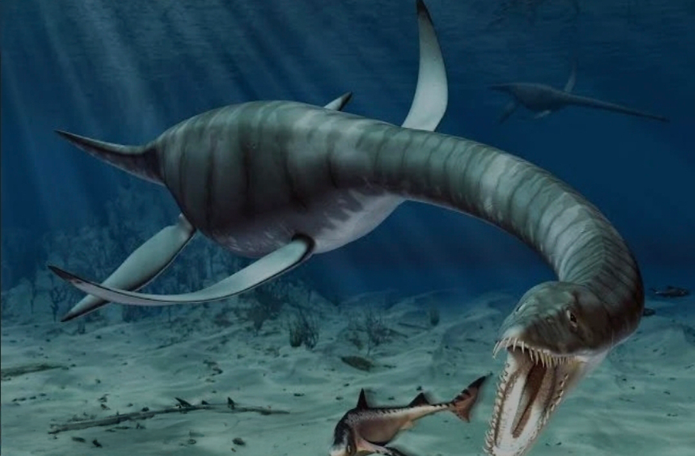 A rendering of a Plesiosaurus | Source: ThoughtCo