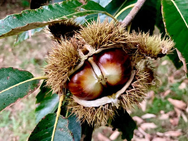 Day 38: San Roman to As Seixas (13,7k)