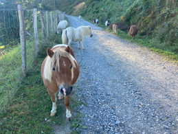 Day 6: Somewhere on a Hill to Markina-Xemein (21,9k)