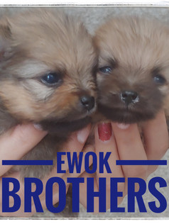 Ewok Brothers