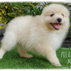 Polar Bear - Male $2,500 (5).jpeg