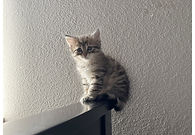 IMG_2169.jpeg