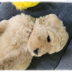 Light Green Collar - Female $1,800