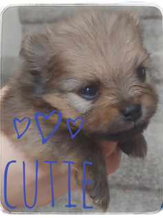 Cutie
