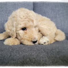 Light Green Collar - Female $1,800