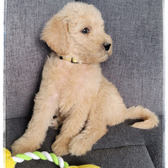 Yellow Collar - Female $1,800