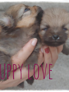 Puppy Love