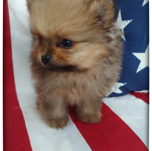 Reserved Male