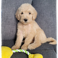 Yellow Collar - Female $1,800