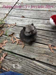 Ewok baby