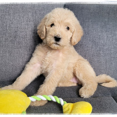 Yellow Collar - Female $1,800