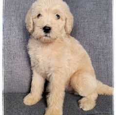 Yellow Collar - Female $1,800