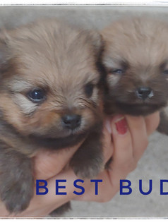 Best Buds