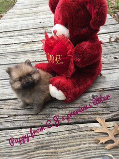 Ewok baby