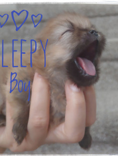 Sleepy Boy